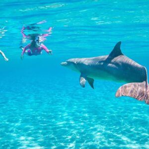 Dolphin House Snorkeling Tour Hurghada – Swim with Wild Dolphins in the Red Sea